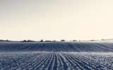 IA vai ajudar as Cooperativas do agro na gestão jurídica e contábil garantindo economia nos gastos