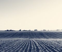 IA vai ajudar as Cooperativas do agro na gestão jurídica e contábil garantindo economia nos gastos