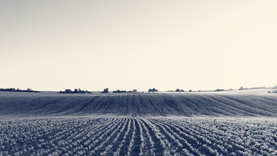 IA vai ajudar as Cooperativas do agro na gestão jurídica e contábil garantindo economia nos gastos