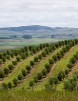 Um manual para ensinar o produtor rural do sul do pais enfrentar as dificuldades provocadas por El niño