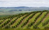 Um manual para ensinar o produtor rural do sul do pais enfrentar as dificuldades provocadas por El niño