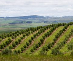 Um manual para ensinar o produtor rural do sul do pais enfrentar as dificuldades provocadas por El niño