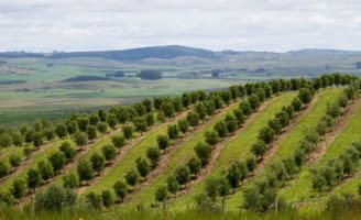 Um manual para ensinar o produtor rural do sul do pais enfrentar as dificuldades provocadas por El niño