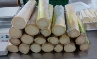 O controle biológico pode reduzir o uso de fungicidas químicos nas plantações de pupunha