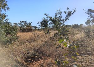 Os seis biomas do território brasileiro já possuem um novo sistema para regular a recuperação da vegetação nativa