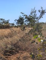 Os seis biomas do território brasileiro já possuem um novo sistema para regular a recuperação da vegetação nativa