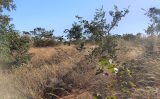 Os seis biomas do território brasileiro já possuem um novo sistema para regular a recuperação da vegetação nativa