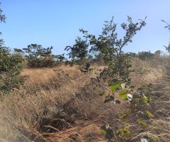 Os seis biomas do território brasileiro já possuem um novo sistema para regular a recuperação da vegetação nativa