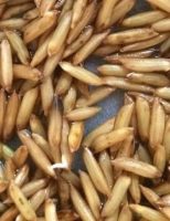 O arroz fica mais nutritivo quando entra em processo de germinação