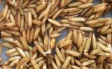 O arroz fica mais nutritivo quando entra em processo de germinação