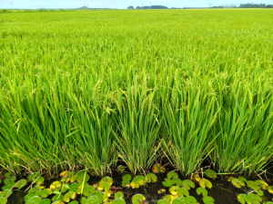 Uma cartilha para destacar a importância do arroz no campo e na alimentação