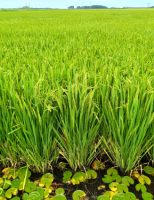 Uma cartilha para destacar a importância do arroz no campo e na alimentação