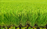 Uma cartilha para destacar a importância do arroz no campo e na alimentação
