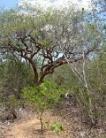 A conservação da Caatinga e da Mata Atlântica será discutida num encontro, no Recife