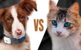 Cuidados com os animais de estimação durante o inverno