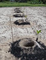 Plantação de caju pode enfrentar a seca quando o produtor usa materiais que garantem umidade das plantas