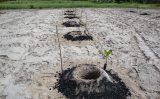 Plantação de caju pode enfrentar a seca quando o produtor usa materiais que garantem umidade das plantas