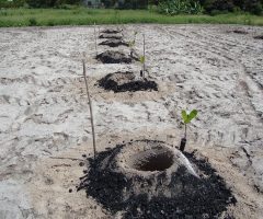 Plantação de caju pode enfrentar a seca quando o produtor usa materiais que garantem umidade das plantas