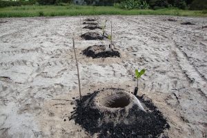 Plantação de caju pode enfrentar a seca quando o produtor usa materiais que garantem umidade das plantas
