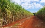 Pesquisadores criam método novo para calcular estoques de carbono na cana-de-açúcar