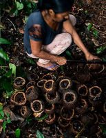 Manejo da castanhas-do-pará por povos indígenas vai ganhar também pela preservação ambiental