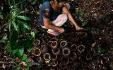 Manejo da castanhas-do-pará por povos indígenas vai ganhar também pela preservação ambiental