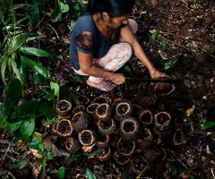 Manejo da castanhas-do-pará por povos indígenas vai ganhar também pela preservação ambiental