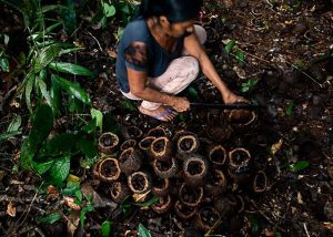 Manejo da castanhas-do-pará por povos indígenas vai ganhar também pela preservação ambiental