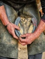 Curiosidades e importância da ferradura para cavalos