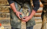 Curiosidades e importância da ferradura para cavalos