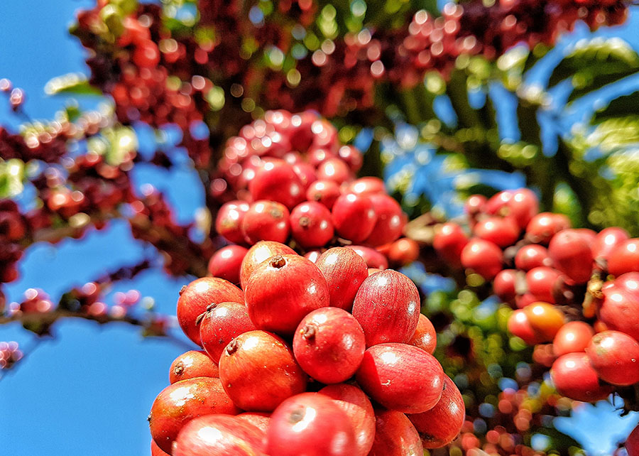 Um Painel para oferecer ao produtor de café no Brasil números e informações sobre a cultura