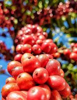 Um Painel para oferecer ao produtor de café no Brasil números e informações sobre a cultura