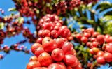 Um Painel para oferecer ao produtor de café no Brasil números e informações sobre a cultura