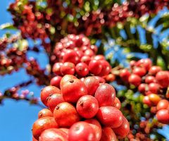 Um Painel para oferecer ao produtor de café no Brasil números e informações sobre a cultura