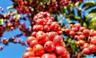 Um Painel para oferecer ao produtor de café no Brasil números e informações sobre a cultura