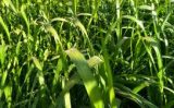 O produtor pode aumentar a produção de soja apenas com a escolha certa para a planta de cobertura