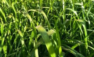 O produtor pode aumentar a produção de soja apenas com a escolha certa para a planta de cobertura