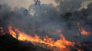 Inteligência Artificial ajuda a prevenir incêndios florestais