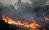 Inteligência Artificial ajuda a prevenir incêndios florestais