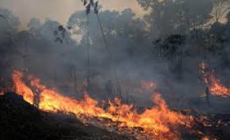 Inteligência Artificial ajuda a prevenir incêndios florestais