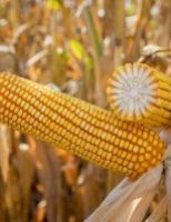 Avanço da tecnologia no campo impulsiona produtividade recorde do milho