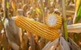 Avanço da tecnologia no campo impulsiona produtividade recorde do milho