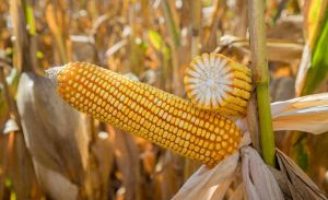 Avanço da tecnologia no campo impulsiona produtividade recorde do milho