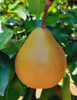Uma cultivar de pêra própria para cultivo no sul do pais