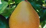 Uma cultivar de pêra própria para cultivo no sul do pais
