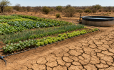 Uma tecnologia criada pela Embrapa permite integração do agricultor no manejo do solo, implantação de culturas e conservação ambiental