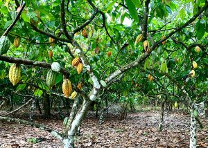 Um estudo revela que houve aumento das áreas de cultivo do cacau na Amazônia