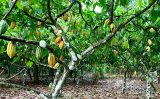 Um estudo revela que houve aumento das áreas de cultivo do cacau na Amazônia