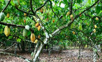 Um estudo revela que houve aumento das áreas de cultivo do cacau na Amazônia