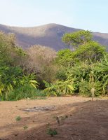 A Embrapa mostra ao mundo as Soluções do Semiárido brasileiro para combater a desertificação